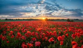The strategic importance of farming in War